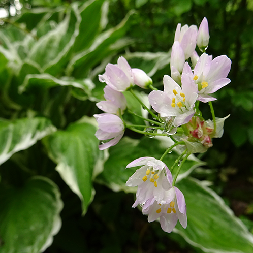 fleur d'Allium