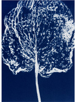 exemple de cyanotype