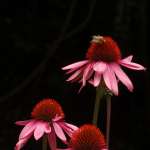 Miniature 6438