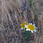 Miniature 6684