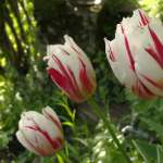 Miniature 6086