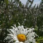 Miniature 6455