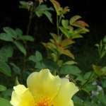 Miniature 6459