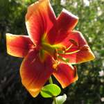 Miniature 6468