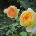 Miniature 6469