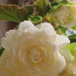 Miniature 6436