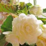 Miniature 6398